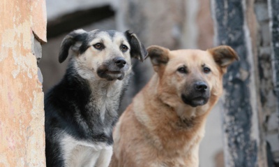 Служба ветеринарии Иркутской области объявила о приеме заявок на второй конкурс грантов по созданию приютов для животных без владельцев
