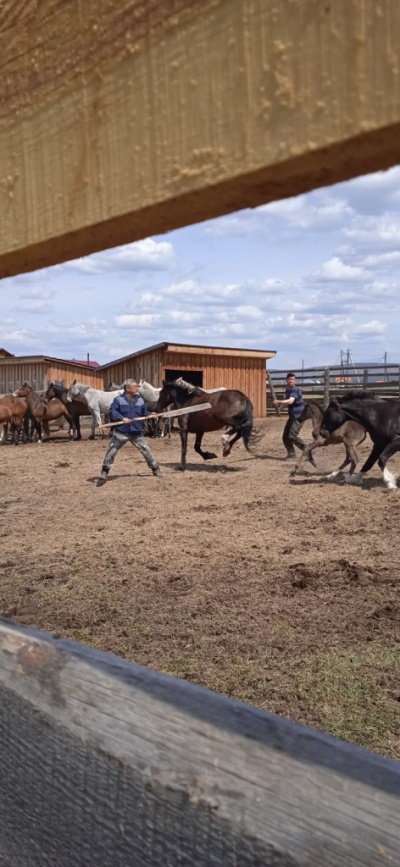 В Качугском районе продолжают чипирование лошадей и биркование КРС  