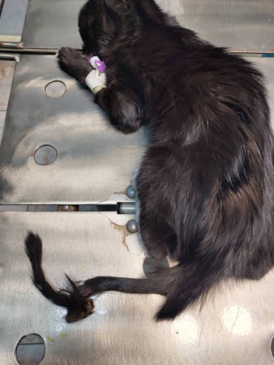 Ангарские ветеринары спасли кота, пострадавшего на пожаре