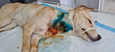 Ветврачи Зиминской СББЖ спасли собаку с обширным абсцессом в области шеи