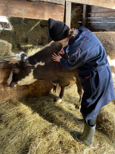 Специалисты Киренской СББЖ провели вакцинацию сельхозживотных против ЗУДа в Катангском районе  
