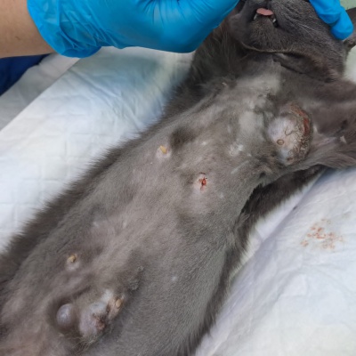 В Тулунской ветклинике прооперировали кошку с многочисленными опухолями