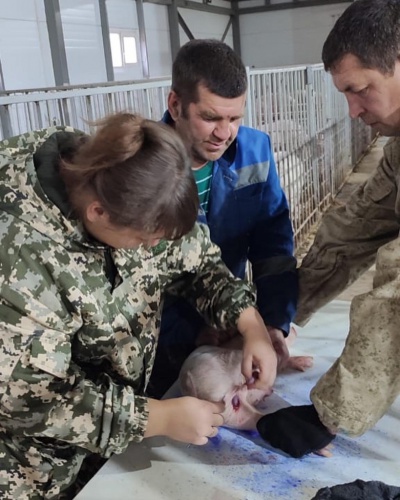 Специалисты Тайшетской СББЖ проводят вакцинацию свиней