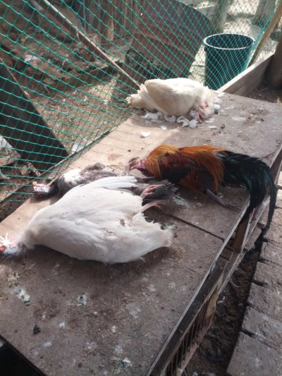В Усть-Илимске объявлен карантин по ньюкаслской болезни птиц