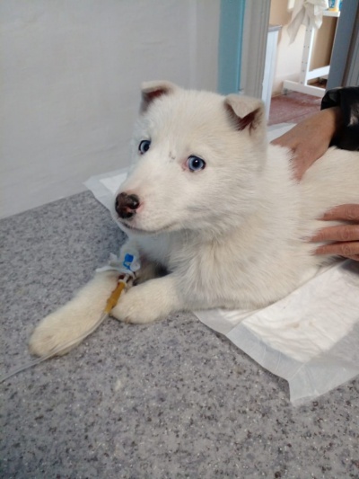 Специалисты Юхтинского ветучастка спасли щенка западносибирской лайки от парвовирусного энтерита