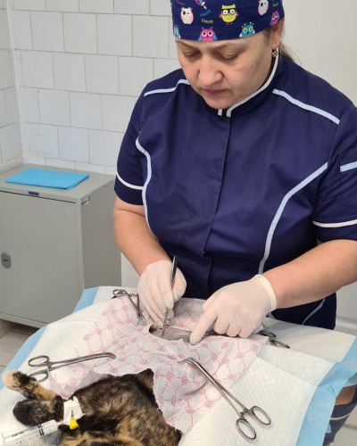 В 2022 году ветеринары Зиминской СББЖ в рамках акций по льготной стерилизации прооперировали около 430 животных