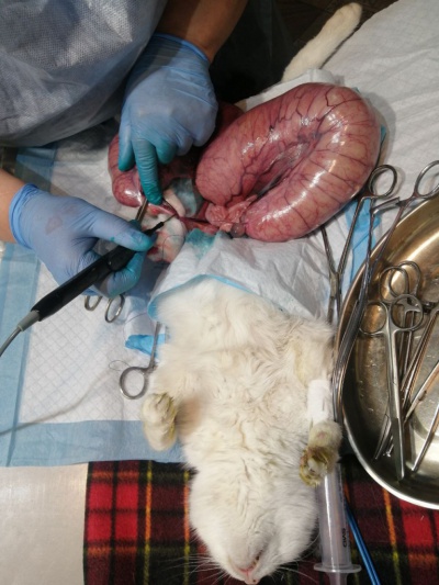 Ветеринары Иркутской районной СББЖ удалили пиометру у кошки больше половины веса животного