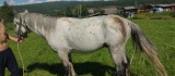 Качугские ветеринары выходили коня, пострадавшего от медведя