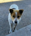 Казачинские ветеринары спасли бездомного пса