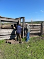 Нижнеудинские ветеринары проводят вакцинацию сельхозживотных против ЗУДа