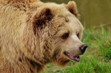 Сотрудники Братской СББЖ поймали дикого медведя 