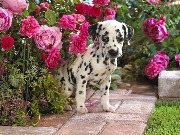 dalmatian-puppy-wallpapers_10817_1600x1200.jpg