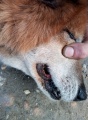 В Мамско-Чуйском районе ветврачи вылечили собаку 