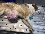 Ангарские ветврачи удалили у собаки опухоль весом 3 кг