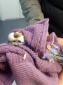 Байкальские ветврачи спасли самку попугая 