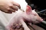 Балаганские ветеринары провели вакцинацию против рожи свиней