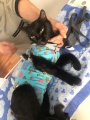 Усть-Удинские ветеринары удалили опухоль у кошки 