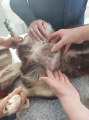 Специалистам Казачинской ветклиники пришлось дважды оперировать собаку с опухолью