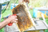 Нукутские ветврачи следят за здоровьем пчел 