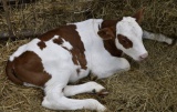 Киренские ветеринары прооперировали теленка с пупочной грыжей