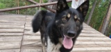 В Приангарье усовершенствовали закон о мероприятиях по обращению с бездомными животными