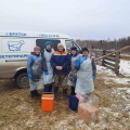 Братские ветврачи обследовали КРС тулунского фермера 