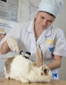 В Иркутской области 52 молодых ветеринара получили социальные выплаты   