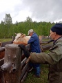 В Баяндаевском районе продолжаются противоэпизоотические мероприятия