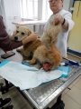 Тулунские ветеринары борются за жизнь бездомной собаки