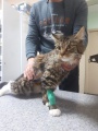 Ветеринары Усть-Кута спасли жизнь кошке