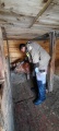 Ветврачи Иркутской городской СББЖ проводят вакцинацию свиней