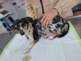 Ветврачи Тулунской СББЖ спасли собаку и ее новорожденного щенка