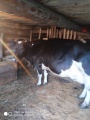 На Тыретском ветучастке спасли корову от послеродового пареза 