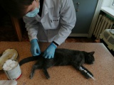 Киренская СББЖ проводит акцию по бесплатной стерилизации и кастрации собак и кошек