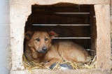 Служба ветеринарии Иркутской области начала прием документов на конкурс по предоставлению грантов на создание приютов для животных