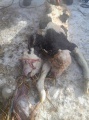 В Осинском районе корова родила двухголового теленка