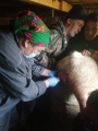Ольхонские ветврачи проводят кастрацию свиней